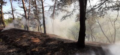 Brand Fläche - Bergholz-Rehbrücke