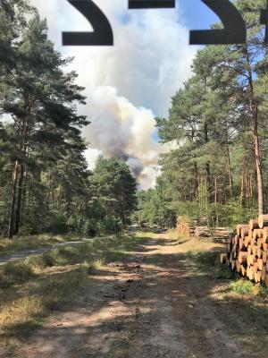 Brand Wald (groß) - Fichtenwalde